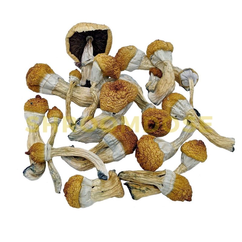 Penis Envy 6. Mushrooms (Texas Cubensis) Penis Envy 6 (PE6), also known as Texas Penis Envy, is a highly sought after mushroom